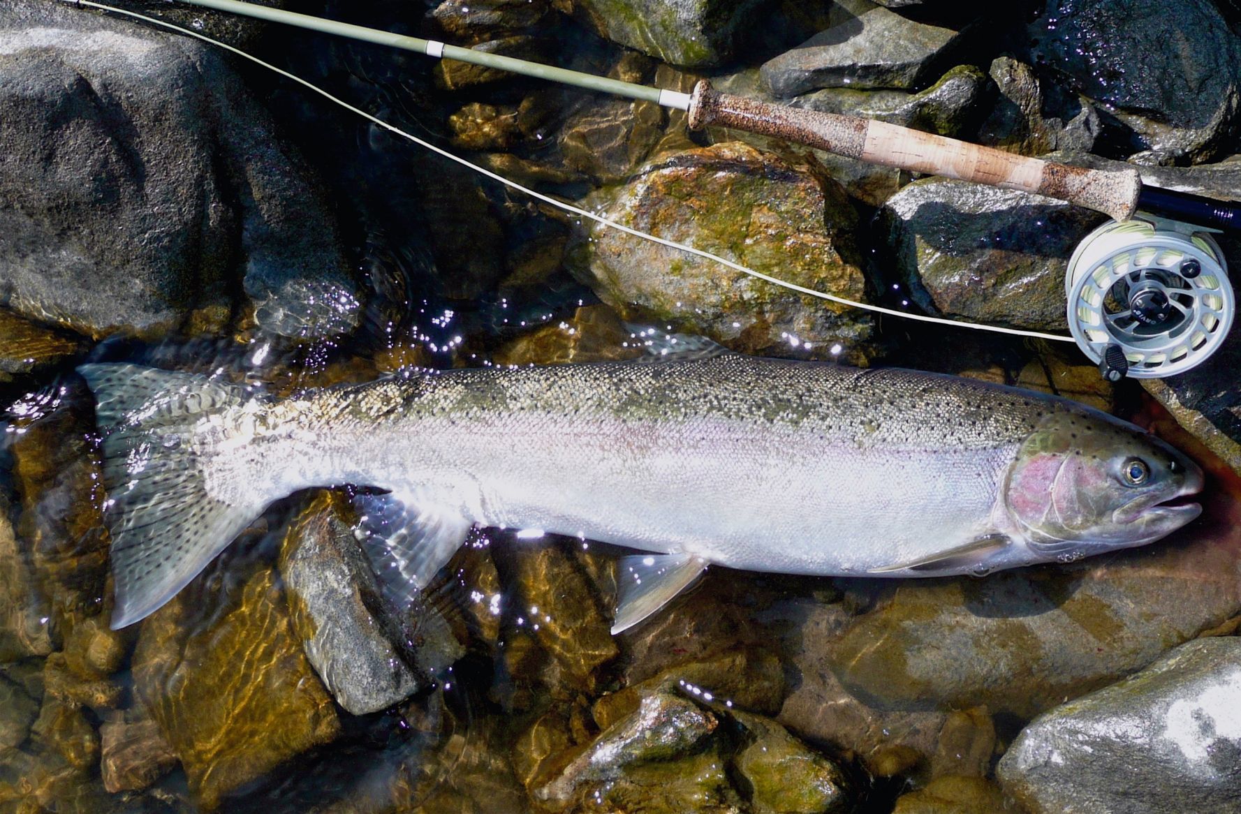 Idaho chinook, steelhead in trouble
